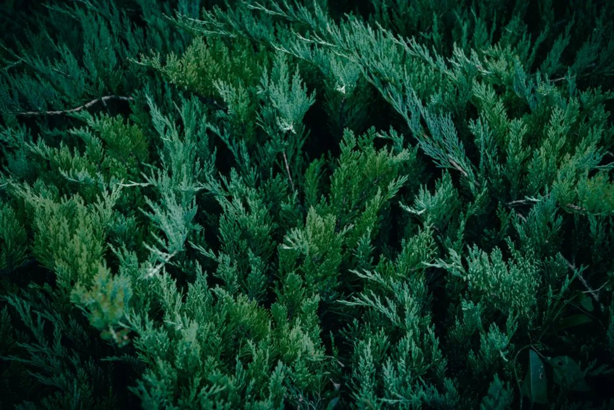 juniper plant